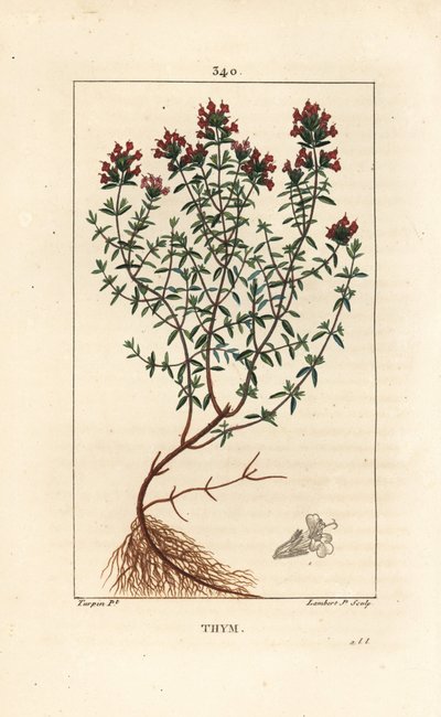 Timian, Thymus vulgaris, viser, blomst, blad, stilk og rod. Håndkoloreret kobberstik af Lambert Junior efter en tegning af Pierre Jean-Francois Turpin fra Chaumeton, Poiret og Chamberets "" La Flore Medicale,"" Paris, Panckoucke af Pierre Jean Francois Turpin
