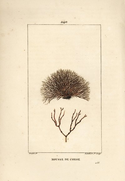 Sort af fucus - Havvrag, Fucus helminthocorton. Håndkoloreret kobberstik af Lambert Junior efter en tegning af Pierre Jean-Francois Turpin fra Chaumeton, Poiret og Chamberets "" La Flore Medicale,"" Paris, Panckoucke af Pierre Jean Francois Turpin