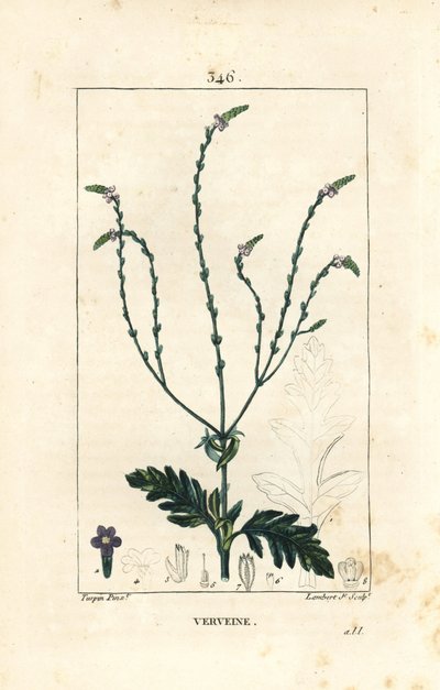 Verbena eller hellig urt, venus vene eller hekseurt - Vervain, Verbena officinalis. Håndfarvet stiplet kobberstik af Lambert Junior efter en tegning af Pierre Jean-Francois Turpin fra Chaumeton, Poiret og Chamberets "" La Flore Medicale,"" Par af Pierre Jean Francois Turpin