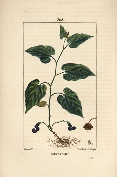 Virginia Snakeroot - Virginisk slangerod, Aristolochia serpentaria, med blomst, blade, stilk, frø og rod. Håndfarvet stiplet kobberstik af Lambert Junior efter en tegning af Pierre Jean-Francois Turpin fra Chaumeton, Poiret og Chamberets " af Pierre Jean Francois Turpin