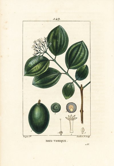 Vomiker - Strychnine-træ eller giftnød, Strychnos nux-vomica, med frugt, frø, blade og blomst. Håndfarvet stiplet kobberstik af Lambert Junior efter en tegning af Pierre Jean-Francois Turpin fra Chaumeton, Poiret og Chamberets "" La Flore af Pierre Jean Francois Turpin