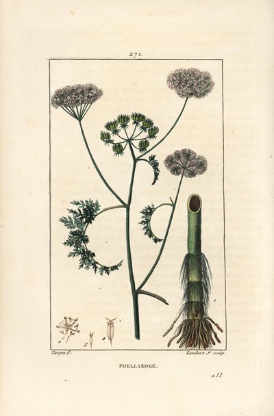 Vanddråbeurt eller vandhæk, Oenanthe aquatica (Phellandrium aquatica), med blomst, blade, stilk og rod. Håndkoloreret kobberstik af Lambert Junior efter en tegning af Pierre Jean-Francois Turpin fra Chaumeton, Poiret og Chamberet
