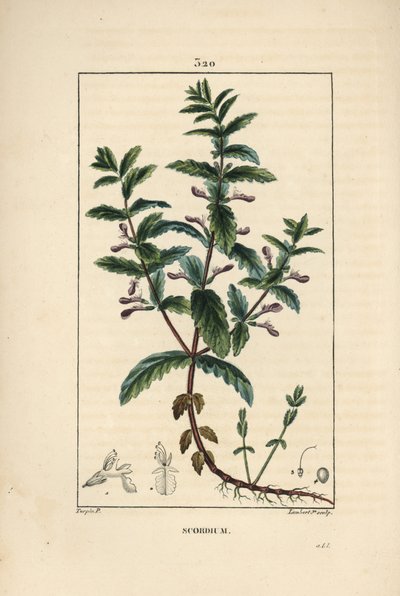Vand germandree - Vand germandree, Teucrium scordium, viser blomst, blade, stilk og rødder. Håndfarvet stiplet kobberstik af Lambert Junior efter en tegning af Pierre Jean-Francois Turpin fra Chaumeton, Poiret og Chamberets "" La Flore Medi af Pierre Jean Francois Turpin