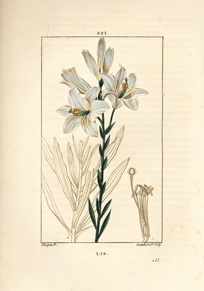 Hvid lilje eller madonna lilje - Hvid lilje, Lilium candidum. Håndkoloreret kobberstik af Lambert Junior efter en tegning af Pierre Jean-Francois Turpin fra Chaumeton, Poiret og Chamberets "" La Flore Medicale,"" Paris, Panckoucke af Pierre Jean Francois Turpin