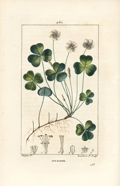 Skovsyre, Oxalid (oxalis) des bois - Skovsyre, Oxalis acetosella, med blomst, blad, stilk, frø og rod. Håndkoloreret kobberstik af Lambert Junior efter en tegning af Pierre Jean-Francois Turpin fra Chaumeton, Poiret og Chambere af Pierre Jean Francois Turpin