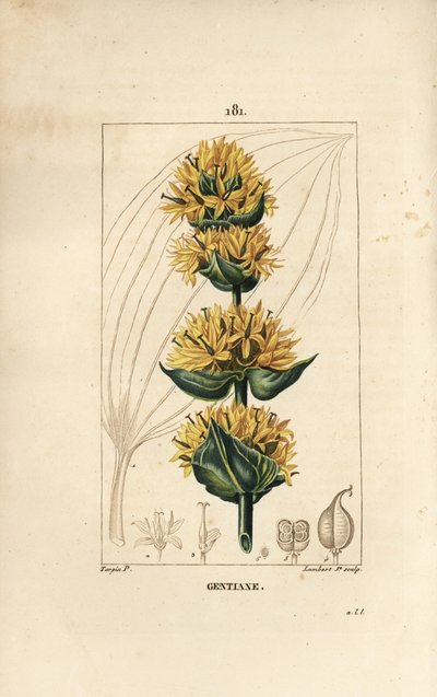 Gul ensian eller store ensian - ensian, gentiana lutea. Håndkoloreret kobberstik af Lambert Junior efter en tegning af Pierre Jean-Francois Turpin fra Chaumeton, Poiret og Chamberets "" La Flore Medicale,"" Paris, Panckoucke af Pierre Jean Francois Turpin
