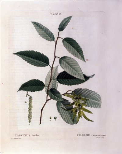Botanisk: gren af charme. Tallerken taget fra "" Nouveau Duhamel du Monceau eller godbidder behandler træer og buske dyrket i Frankrig"" Akvarel af Pierre Joseph Redoute (1759-1840) 1819 af Pierre Joseph (after) Redoute