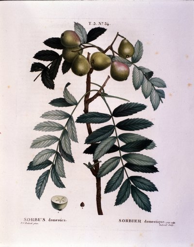 Botanisk: gren af cormier (Sorbus domestica) Tallerken tegnet fra "" Nouveau Duhamel du Monceau eller godbidder Treats and Buske dyrket i Frankrig"" Akvarel af Pierre Joseph Redoute (1759-1840) 1819 af Pierre Joseph (after) Redoute