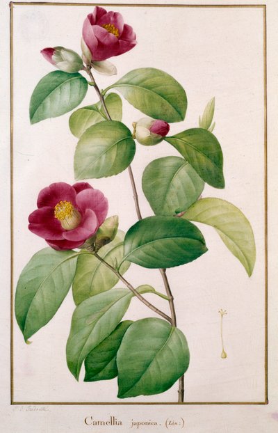 Camellia japonica botanisk plade af Pierre Joseph Redoute (1759-1840) Paris fra det 19. århundrede, Naturhistorisk Museum af Pierre Joseph (after) Redoute