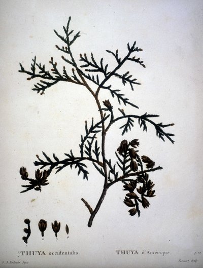 Thuya occidentalis eller amerikansk Thuya - i "" New Duhamel du Monceau eller afhandling om træer og skov, der kulturer i Frankrig"", figurer ifølge tegninger af P.J. Redoute og P. Bessa af Pierre Joseph (after) Redoute