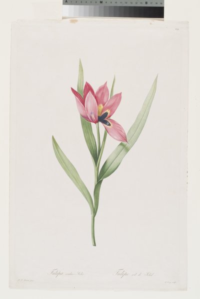Tulipan Oeil De Soleil af Pierre Joseph (after) Redoute