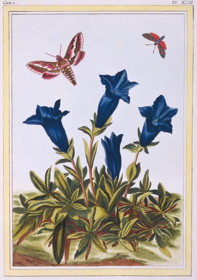 Blå ensian trompetblomst, pub. 1776. af Pierre Joseph Buchoz