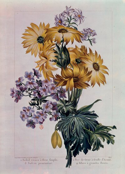 Buket af sole og andre blomster. Flerårig sol med enkeltblomst, tranenæb med acouitblad og aster med store blomster. Litografi af Pierre Joseph (1731-1807) 1700-tallets Paris, B.N. af Pierre Joseph Buchoz