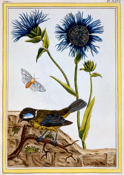 Kornblomst, værtshus. 1776. af Pierre Joseph Buchoz