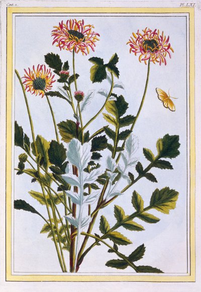 Etiopisk Arcotis (afrikansk lilje), ca. 1766 (håndfarvet gravering) af Pierre Joseph Buchoz