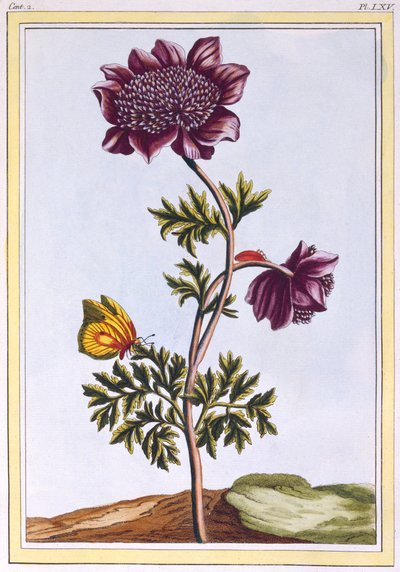 Garden Anenome Windflower, pub. 1776. af Pierre Joseph Buchoz