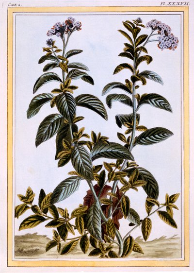 Heliotrop eller kirsebærtærte, ca. 1766 (håndfarvet gravering) af Pierre Joseph Buchoz