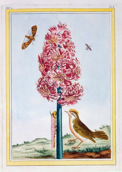 Hyacint, ca.1766 (håndkoloreret stik) af Pierre Joseph Buchoz