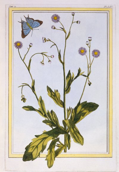 The Erigeron of Philadelphia Canadian Fleabane, pub. 1776. af Pierre Joseph Buchoz
