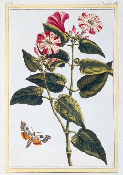 La Belle de Nuit Morning Glory, pub. 1776. af Pierre Joseph Buchoz
