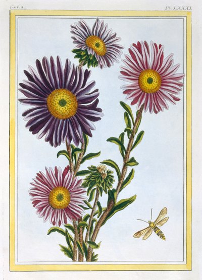 Dronningen Marguerite Aster, pub. 1776. af Pierre Joseph Buchoz