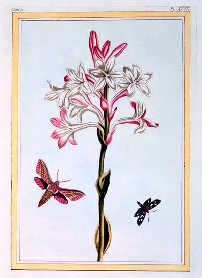 The Tuberose, pub. 1776. af Pierre Joseph Buchoz