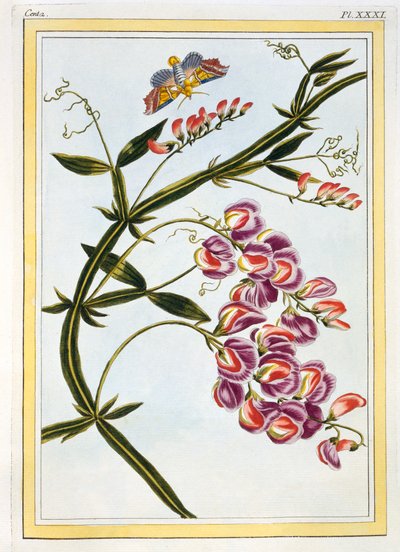 Le Grand Lathyre Everlasting Sweet Pea, pub. 1776. af Pierre Joseph Buchoz