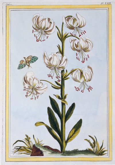 Le Martagan Blanc,  pub. 1776. af Pierre Joseph Buchoz