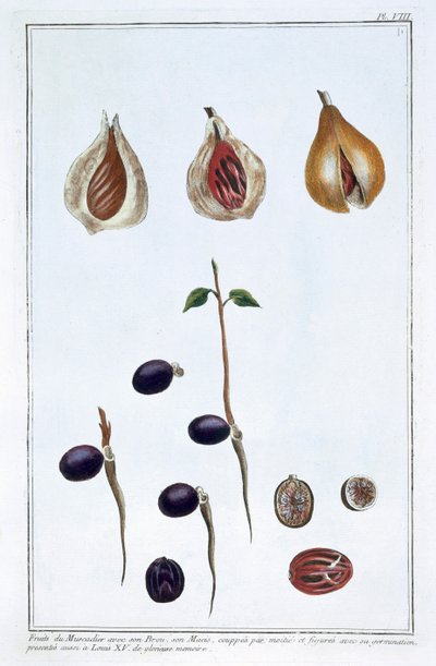 Muskatnød, c1751-1807 af Pierre Joseph Buchoz