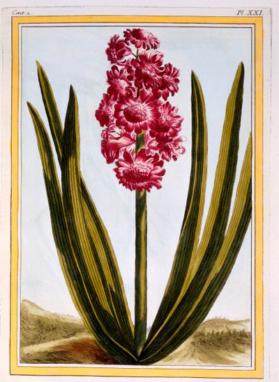 Royal Crimson, pub. 1776. af Pierre Joseph Buchoz