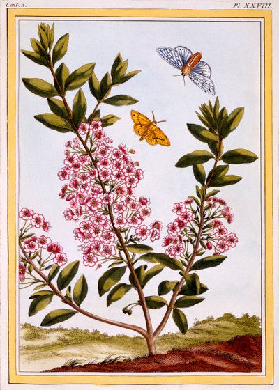 Fårelaurbær Kalmia augustifolia, pub. 1776. af Pierre Joseph Buchoz