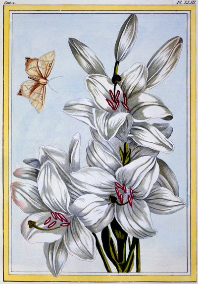 The Great White Lily, pub. 1776. af Pierre Joseph Buchoz