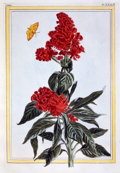 Variety of Amaranthus, pub. 1776. af Pierre Joseph Buchoz