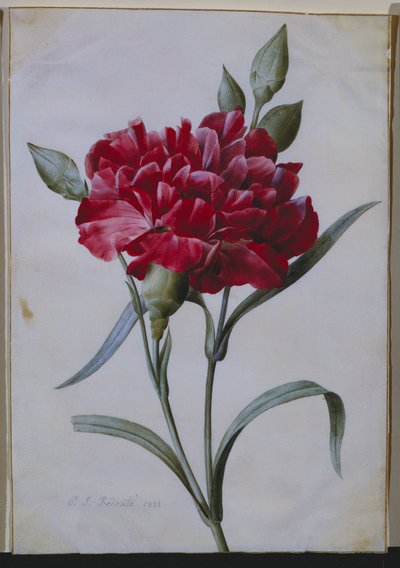En mørkerød nelliker, 1822 af Pierre Joseph Redouté