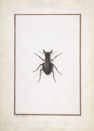 En hjortebille,. af Pierre Joseph Redouté