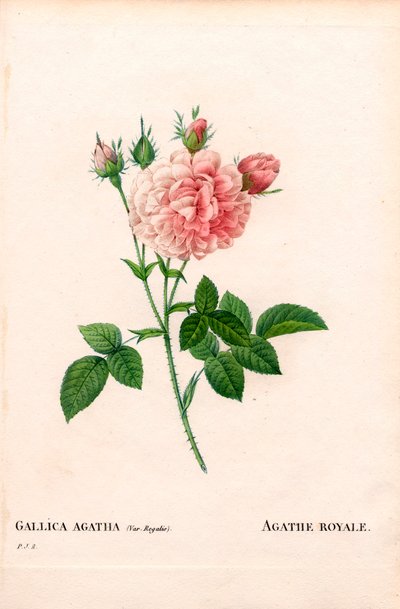 Agathe Royale rose, Rosa gallica sort. Håndfarvet stiplet kobberstik fra Pierre Joseph Redoutes "" Les Roses,"" Paris af Pierre Joseph Redouté