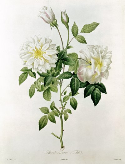 Aime Vibere (Te) graveret af Eustache Hyacinthe Langlois (1777-1837) af Pierre Joseph Redouté