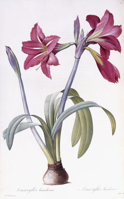 Amaryllis Brasiliensis af Pierre Joseph Redouté