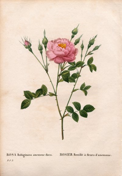 Anemoneblomstret sødbriarrose, Rosa rubiginosa sort, Rosenrust med anemoneblomster. Håndfarvet stiplet kobberstik fra Pierre Joseph Redoutes "" Les Roses,"" Paris af Pierre Joseph Redouté