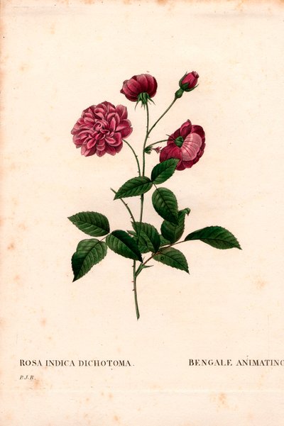 Animerende Kina-rose, Rosa chinensis hybrid, Bengalen animerer. Håndfarvet stiplet kobberstik fra Pierre Joseph Redoutes "" Les Roses,"" Paris af Pierre Joseph Redouté