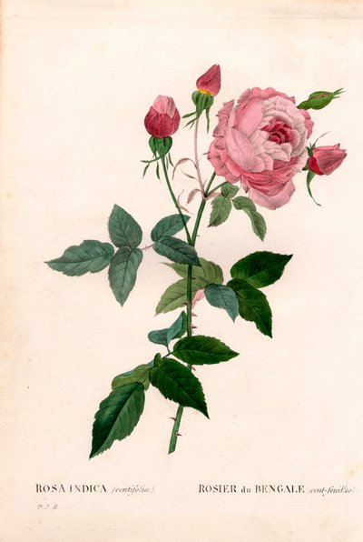 Bengal 100-blads pink, Rosa chinensis sort, Bengal rose (et hundrede blade). Håndfarvet stiplet kobberstik fra Pierre Joseph Redoutes "" Les Roses,"" Paris af Pierre Joseph Redouté