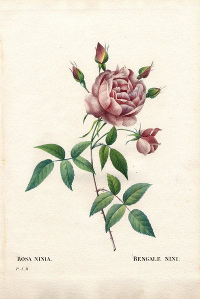 Bengal nini rose, Rosa indica ninia. Håndfarvet stiplet kobberstik fra Pierre Joseph Redoutes "" Les Roses,"" Paris af Pierre Joseph Redouté