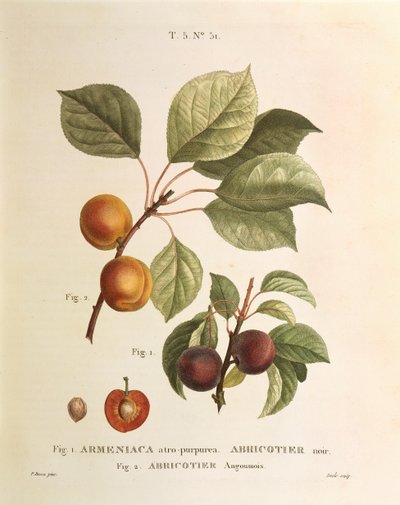 Sorte abrikos- og abrikossorter: Prunus armeniaca, Armeniaca atropurpurea af Pierre Joseph Redoute (1759-1840) af Pierre Joseph Redouté
