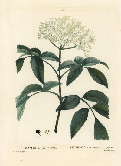 Sort hylde eller europæisk hyldebær, Sambucus nigra. Håndfarvet stipplegravering af Miss Brenet efter en illustration af Pierre-Joseph Redoute fra Henri Louis Duhamel du Moncels Treat des Arbres et Shrustes, Paris af Pierre Joseph Redouté