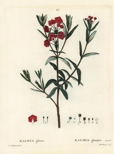 Laurbærmose, Kalmia polifolia (Kalmia glauca). Håndfarvet stipplegravering af Miss Brenet efter en illustration af Pierre-Joseph Redoute fra Henri Louis Duhamel du Moncels Treat des Arbres et Shrustes, Paris af Pierre Joseph Redouté