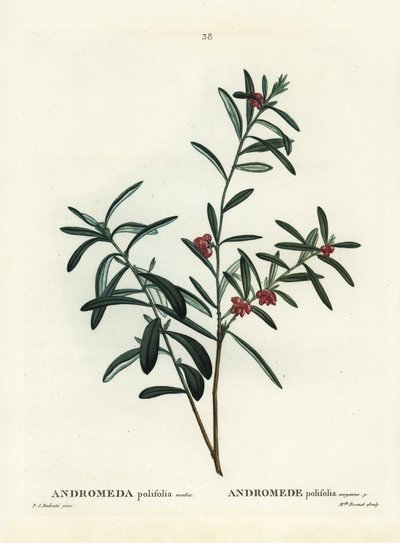 Moserosmarin, Andromeda polifolia. Håndfarvet stipplegravering af efter en illustration af Pierre-Joseph Redoute fra Henri Louis Duhamel du Monceaus Treat des Arbres et Shrustes, Paris af Pierre Joseph Redouté