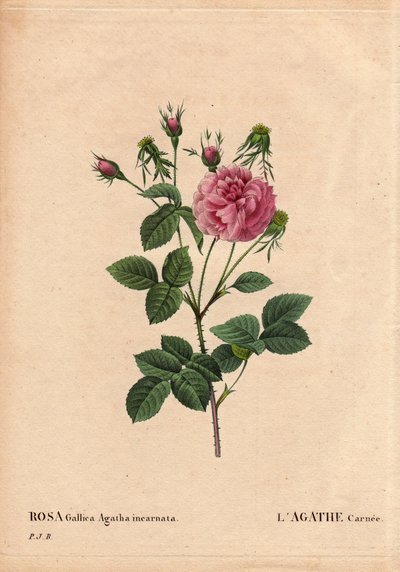 Botanisk bord, blomst, rosesort: Agathe carnee (Rosa gallica agatha incarnata). Ukendt oprindelse, hybrid art af Rose Gallica Damask. I "" The Roses", bind 2 af Pierre Joseph Redoute (1759-1840) af Pierre Joseph Redouté