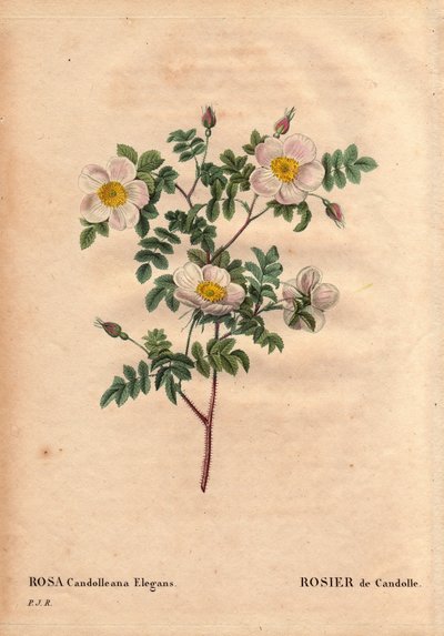 Botanical Board, Flower, Rose Variete: De Candolle