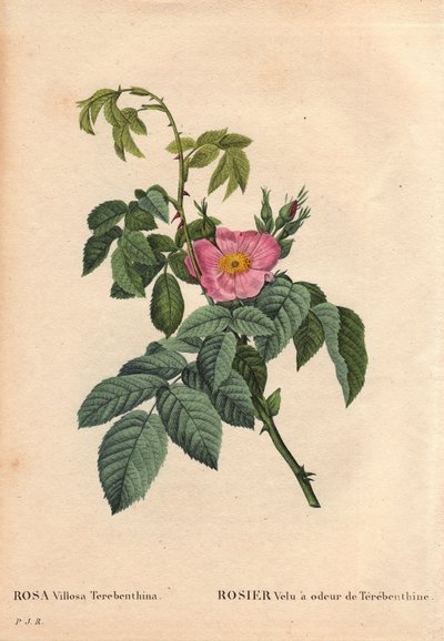 Botanisk bord, blomst, rosesort: Behåret rose har duften af Terebenthine (Rosa Villosa Terebenthina). I "" Les Roses", bind 2 af Pierre Joseph Redoute (1759-1840) af Pierre Joseph Redouté