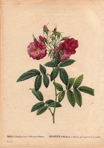 Botanisk bord, blomst, rosesort: Hudsonrose med blomster næsten i Corymbe (Rosa hudsonia subcorymbosa), fra Nordamerika, denne sort blev dyrket af Monsieur Ternaux før 1821. I "" Les Roses", bind 2 af Pierre Joseph Redoute (1759) -1840) af Pierre Joseph Redouté